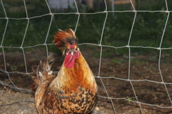 An Appenzeller Spitzhauben rooster posing for the camera.