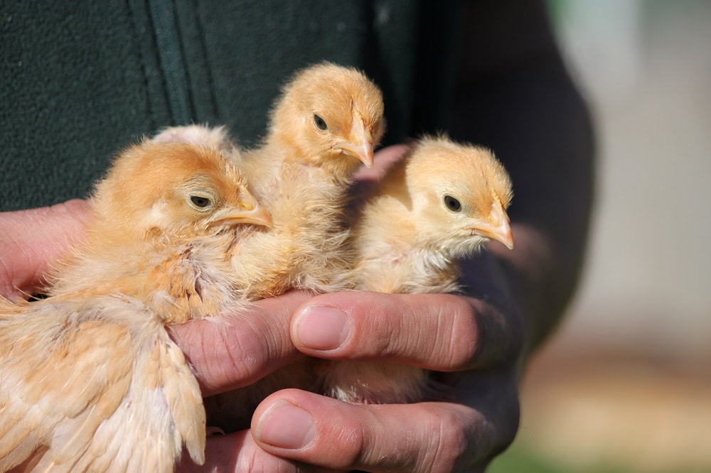 Cute fluffy Hungarian Yellow chicks wrapped in the hands of the farmer.