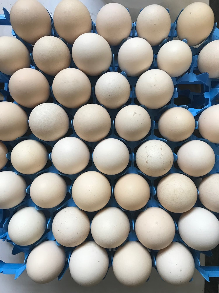 A photo of a Grade Eh Farms' chicken incubator egg tray full of Hungarian Yellow Chicken hatching eggs.