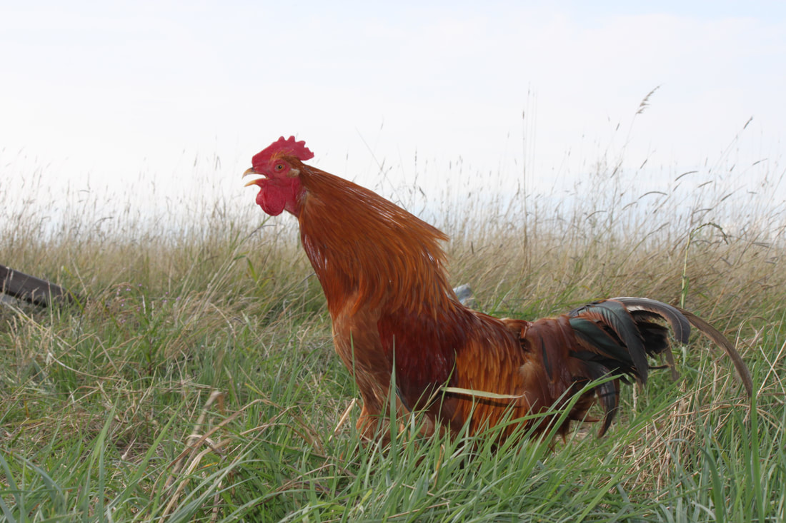 An action photo of a Grade Eh Farms' Hungarian Yellow rooster crowing.