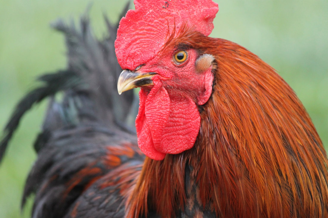 A close up shot of a Le Grand rooster.