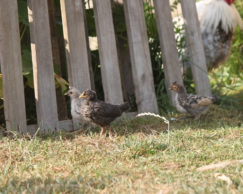 Three cute chicks out on pasture with their Daddy rooster hovering in the corner.