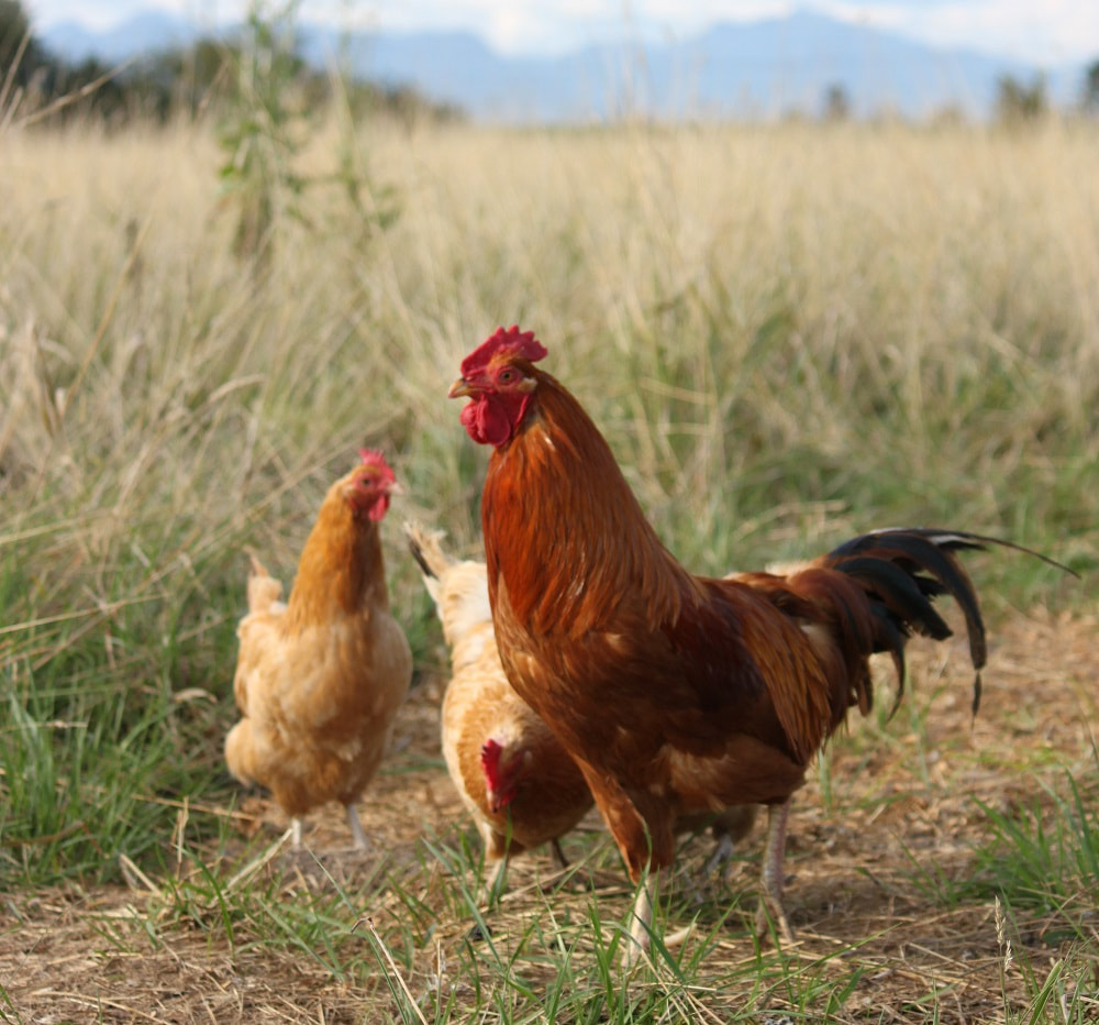 Grade Eh Farms orignial photo of a Hungarian Yellow Chicken trio on pasture at the farm.