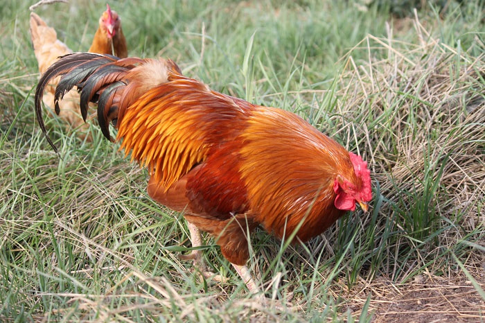 A gorgeous Hungarian Yellow rooster out in the field.