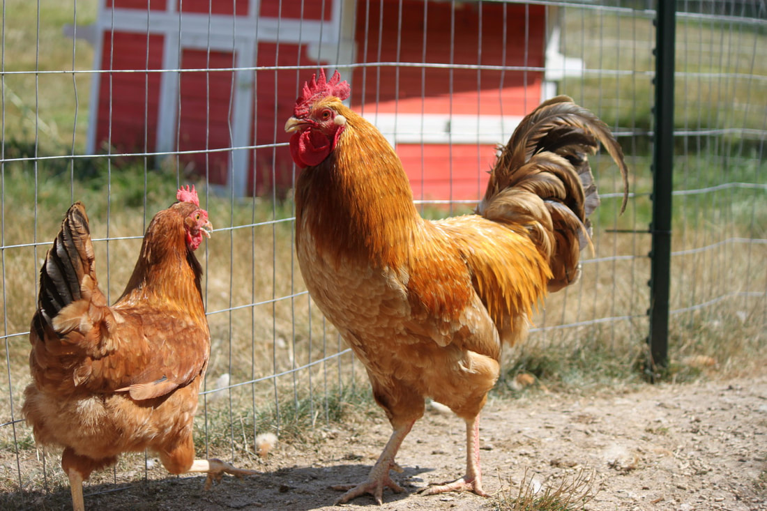 Hungarian Yellow Hen and Rooster