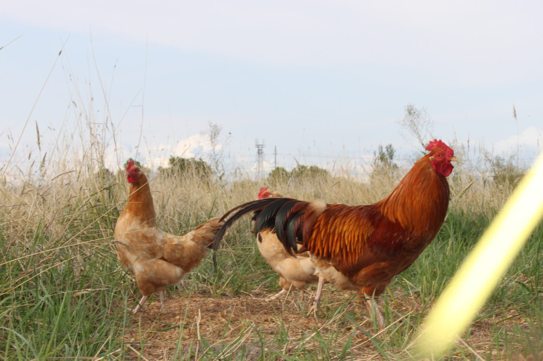 Grade Eh Farms' photo of a trio of Hungarian Yellow chickens.hickenrade Eh Farms. 