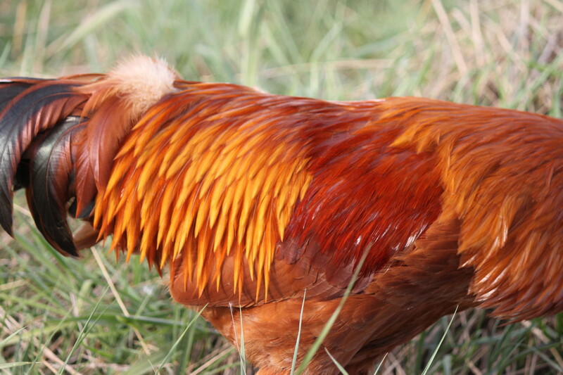 A close up of a Grade Eh Farms' Hungarian Yellow rooster's back showing of its beautiful feathers.