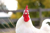 Front view of a beautiful Bresse Chicken.